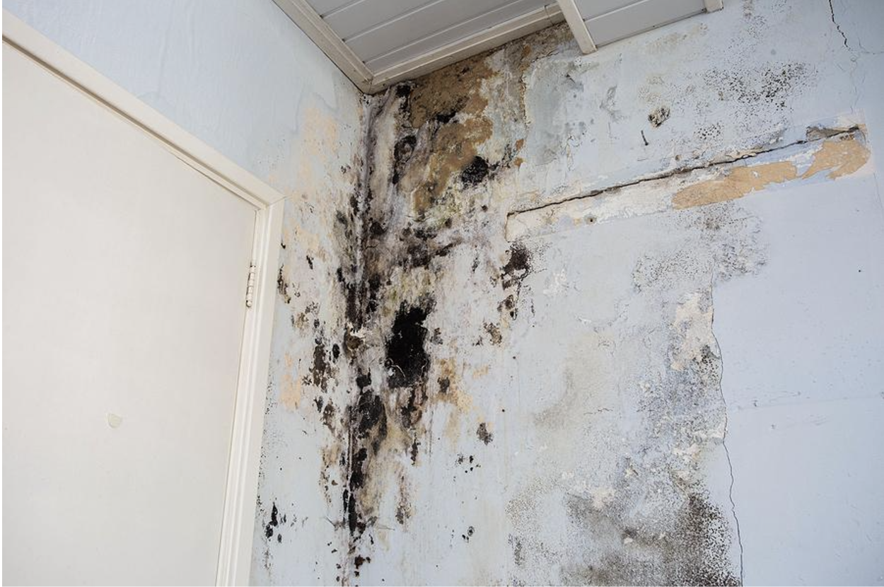 10 Signs of Mold Damage in Your House